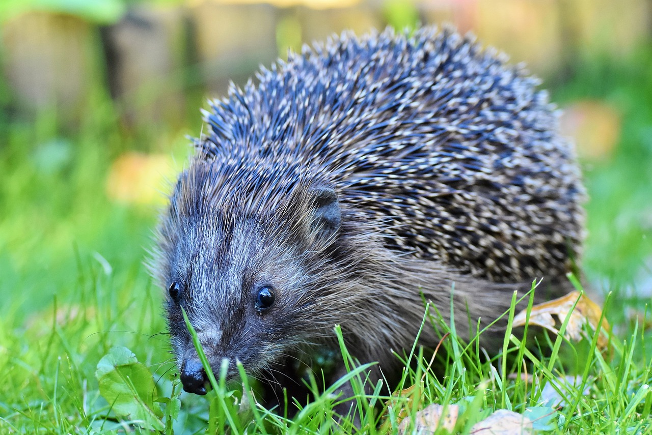 Adorable Hedgehog Crafts for Kids